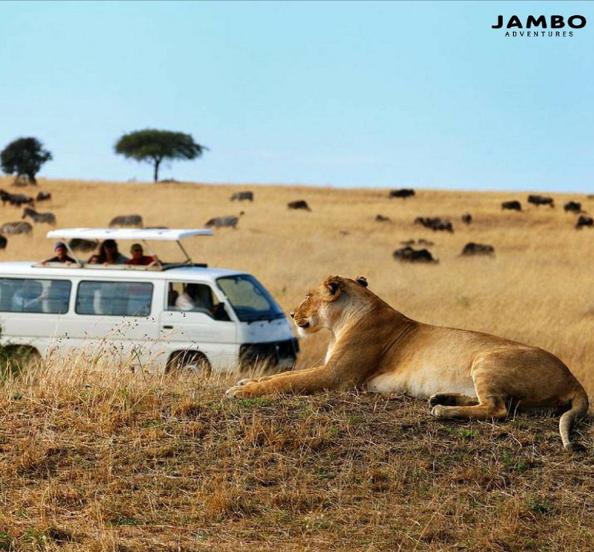 jamboadventure_'s tweet photo. Así de cerca y así de mágico es un #Safari. Si tienes dudas pregúntanos y te asesoramos. #JamboAdventures #MasaiMara #VivirViajando https://t.co/WdpjEej8Ez