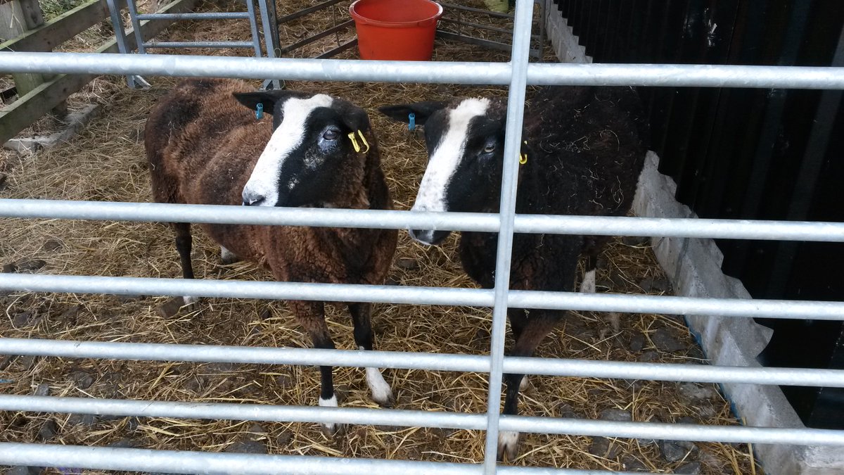 We've decided to get a couple of #Zwarbles <a href="/croft_29/">Croft29</a> just for fun.  What do folks think?