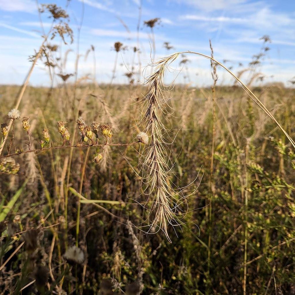 CathyBlogs's tweet photo. Tired end of season grasses #autumn #eaglemarsh #fortwayne #nofilter https://t.co/JYQkEZGIzS https://t.co/KAolmKruCh