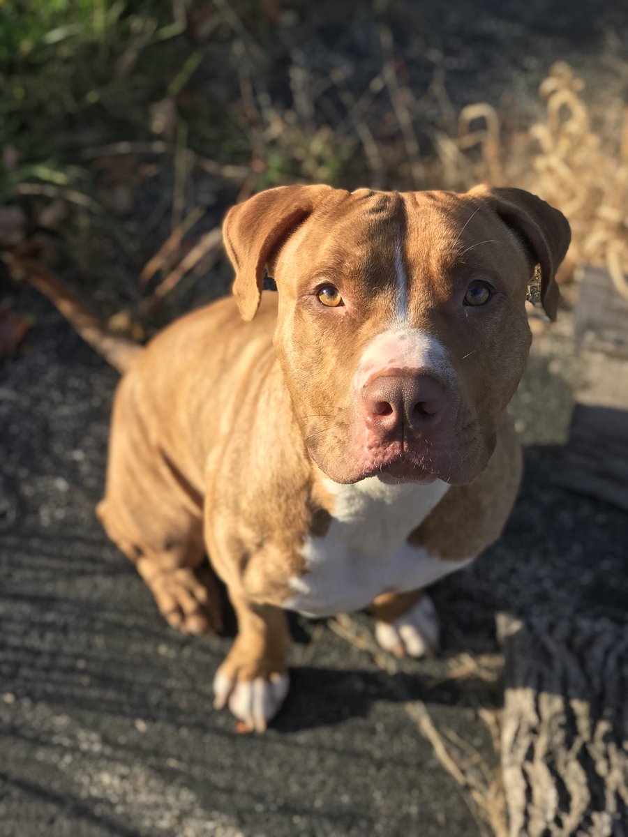 MiddletonTay's tweet photo. My dog is too cute https://t.co/H3MhEInU27