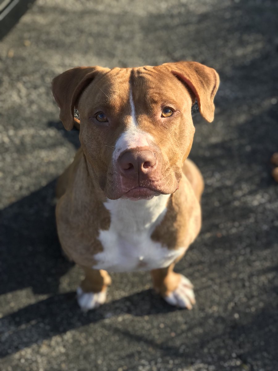 MiddletonTay's tweet photo. My dog is too cute https://t.co/H3MhEInU27
