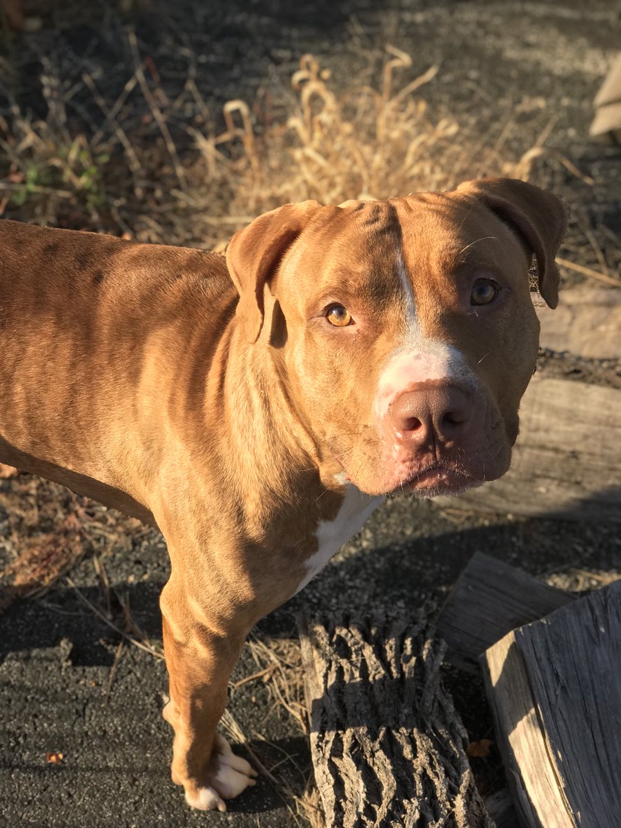 MiddletonTay's tweet photo. My dog is too cute https://t.co/H3MhEInU27