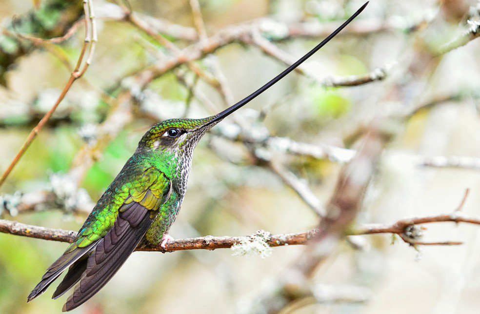 pcorrea78's tweet photo. Este colibrí pico de espada es uno de los habitantes de Parque Nacional Chingaza (Galería con aves del parque) https://t.co/7cQ3AkrWNc https://t.co/kGXlD1sZmm
