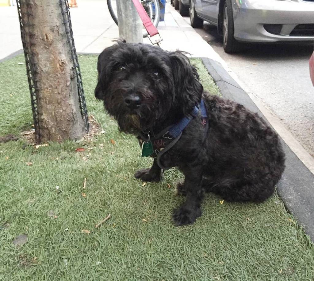 Dogs_Waiting's tweet photo. Real dog, fake grass. 📷 @lisagarbageface

#dogswaitingpatiently #dogsoftoronto #DWP #lildogs #dogs #dogswaiting #dogsofinstagram #petsofins… https://t.co/qrVMwEIry0