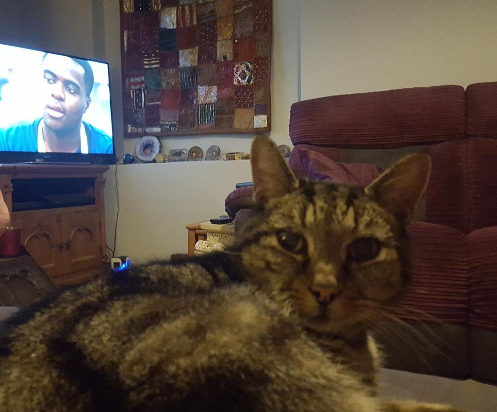 bestcatintown's tweet photo. Just catching up with this week's #GBBO2017
Feeling sad for Liam 😻 https://t.co/i0qyvO2cAW