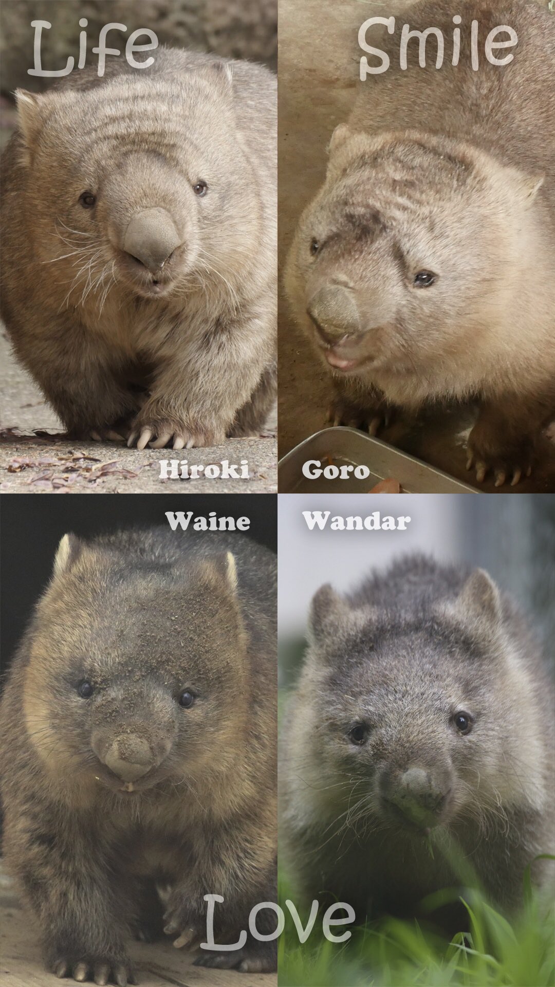 高野 充彦 ハッピーウォンバットデー Worldwombatday ヒロキ 金沢動物園 ゴロ ひびき動物ワールド ワイン ワンダー 五月山動物園 スミレ モモコ 茶臼山動物園 ウォレス 東山動植物園 フク 五月山動物園 T Co Hf8ybyb4mo Twitter