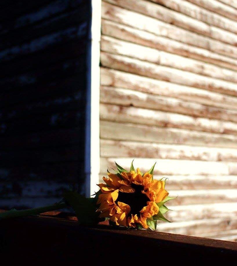 ACDeRoo6's tweet photo. Week 37: Yellow
Like a ray of sunshine! #sunflower #sunshine #oldelevator #rural #Saskatchewan #ADPhotography #52weekphotochallenge https://t.co/Y8KXYHsxNx