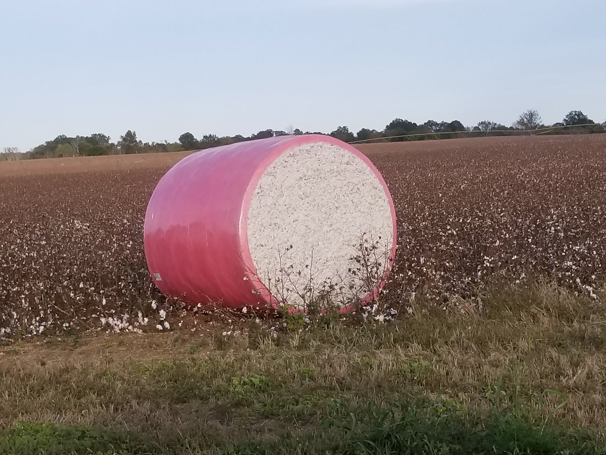 Fields erupting with Rotolo-like candy....ahem, cotton candy!