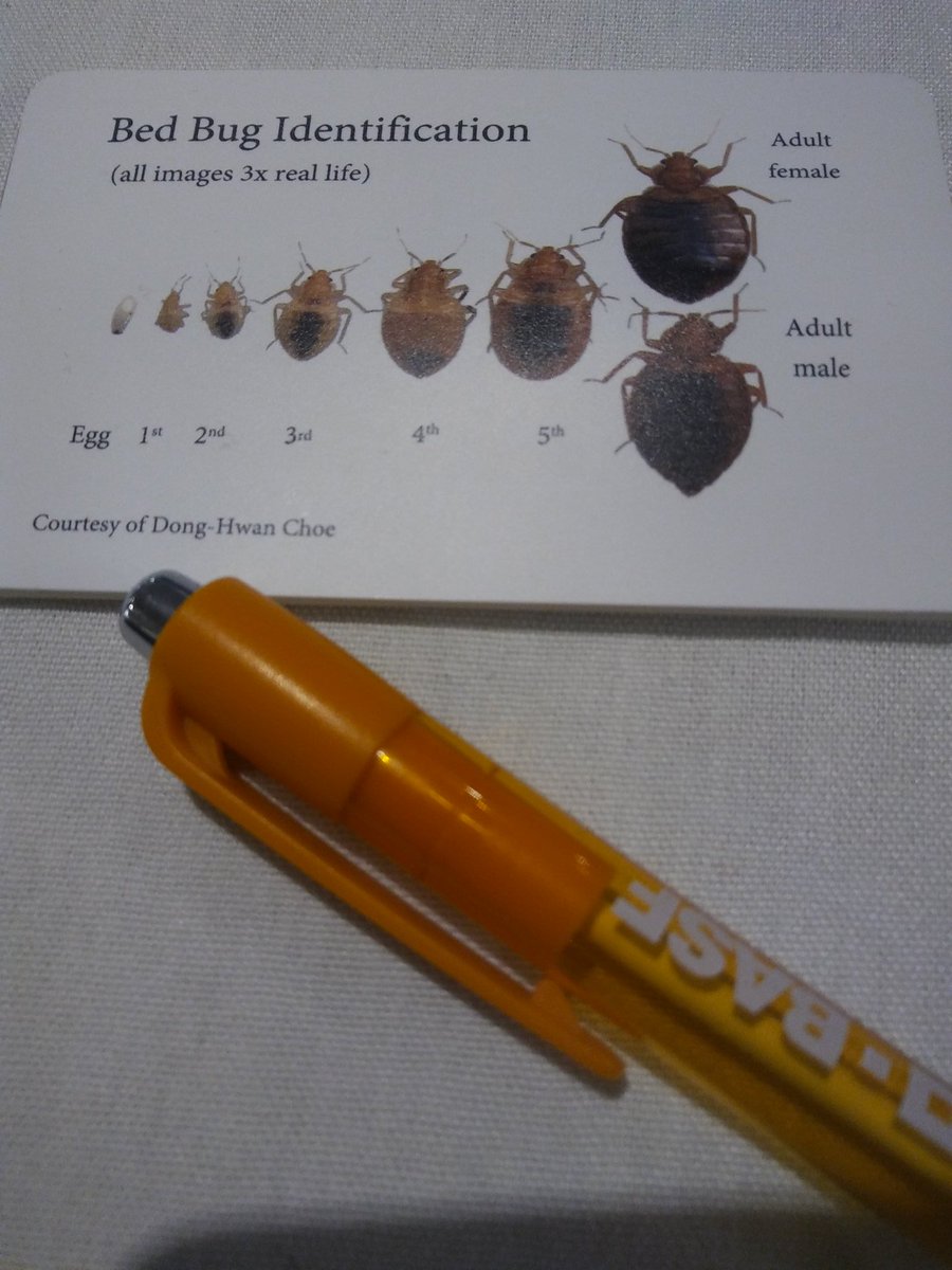 Jgomez206's tweet photo. Are you grossed out yet? #pestcontrol #wspma #bedbugs https://t.co/UjvkVLgTFm
