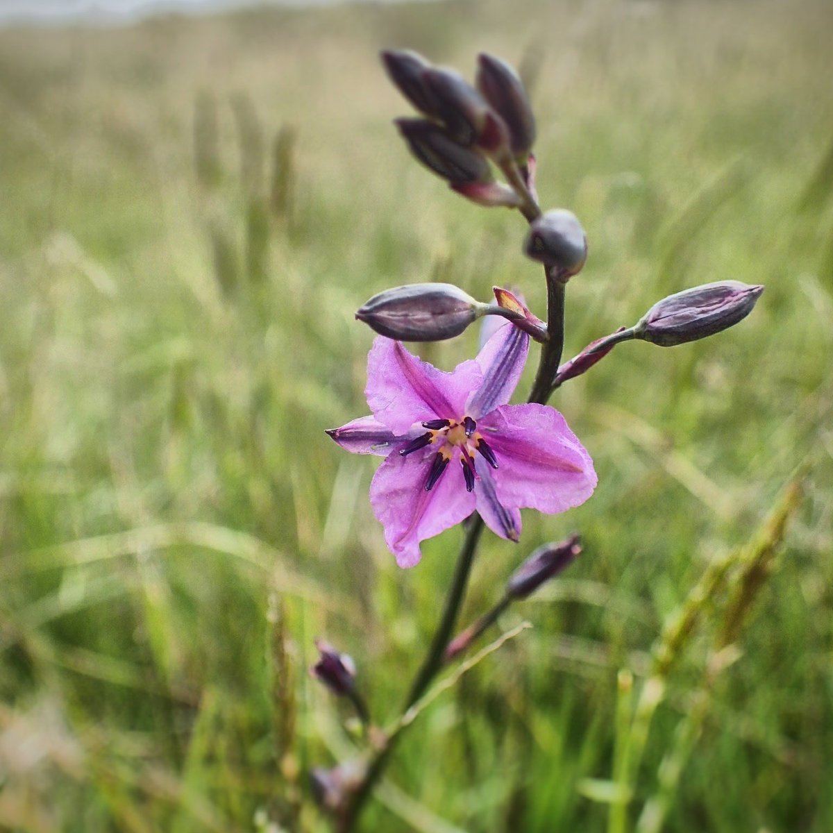 FarmsOfTheWorld's tweet photo. Chocolate lily, first to flower this spring. #nativeforbs https://t.co/WrYp19DMJW