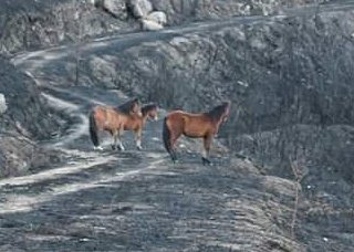 Nada que pastar.....