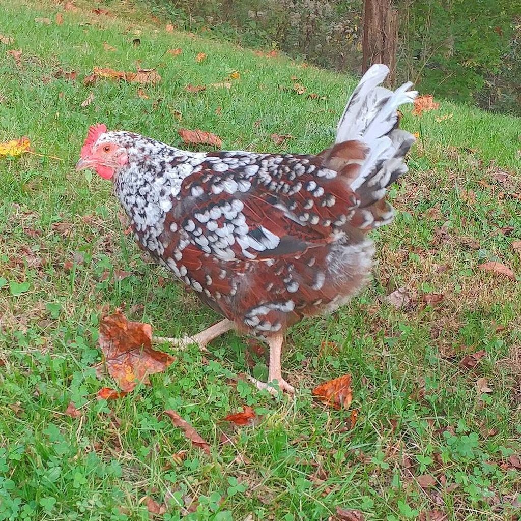 PamsBackyard's tweet photo. Lovely Peepers out for a stroll. #pamsbackyardchickens #backyardchickens #speckledsussex #instachicken #chickensof… https://t.co/qYaFREqzvl https://t.co/3slCIImTtl