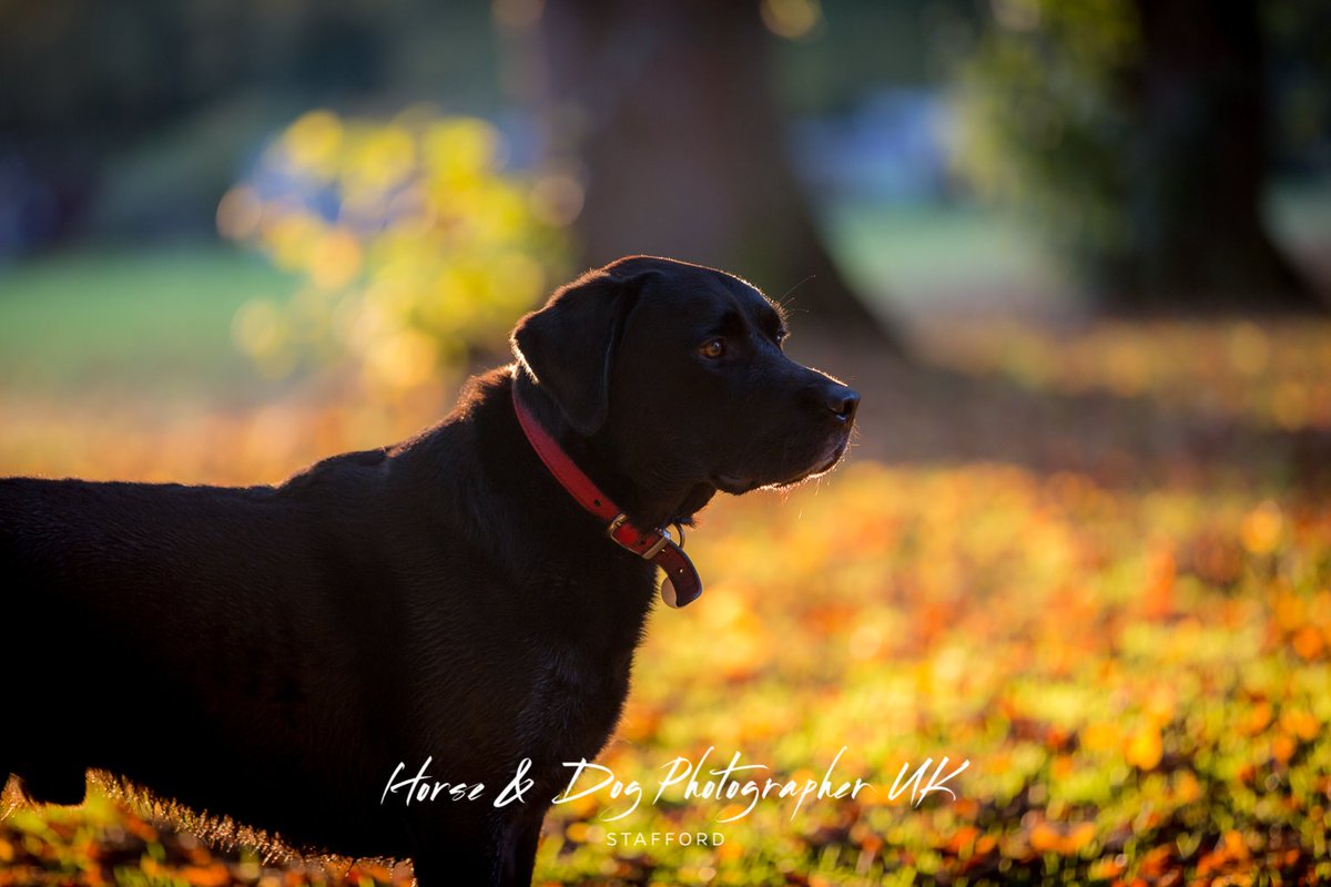 HDPUKStaffs's tweet photo. I should also mention that @Horse_UK_Staffs also photographs Dogs! #dogs #Dog #mansbestfriend #petflow #pets https://t.co/9368R3jlOP