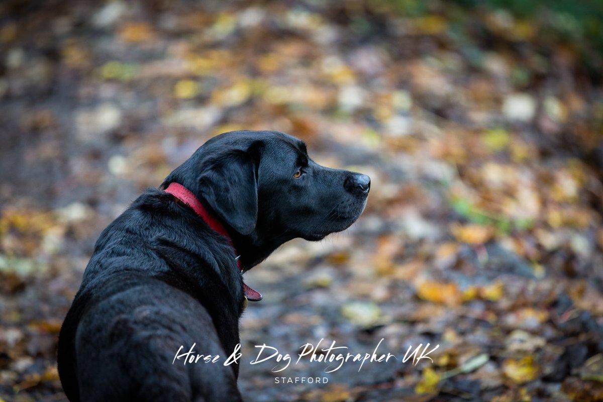 HDPUKStaffs's tweet photo. I should also mention that @Horse_UK_Staffs also photographs Dogs! #dogs #Dog #mansbestfriend #petflow #pets https://t.co/9368R3jlOP