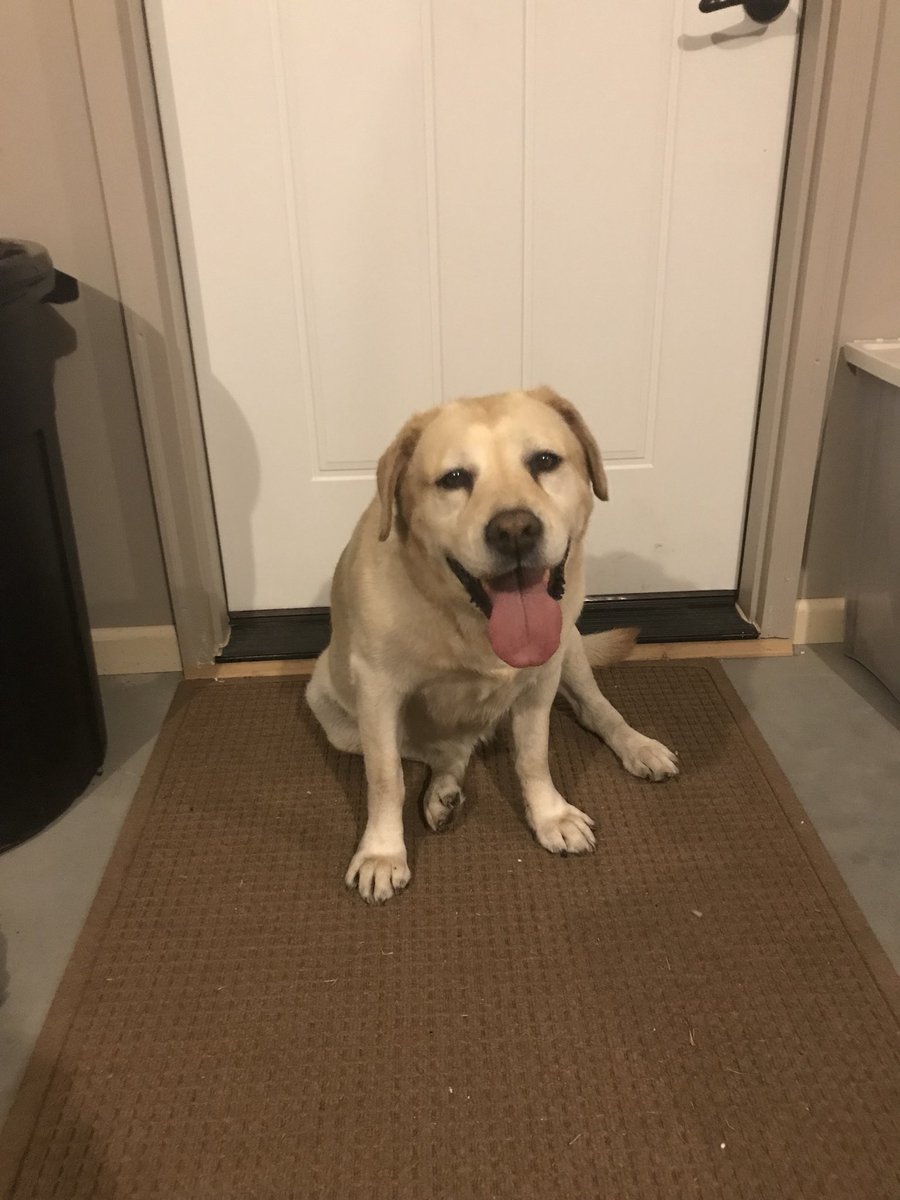 EthanBooe18's tweet photo. ❗️FOUND DOG❗️please RT so we can help find it’s owner! Found her chillin in my yard near the sports complex https://t.co/RQCBJ54feJ
