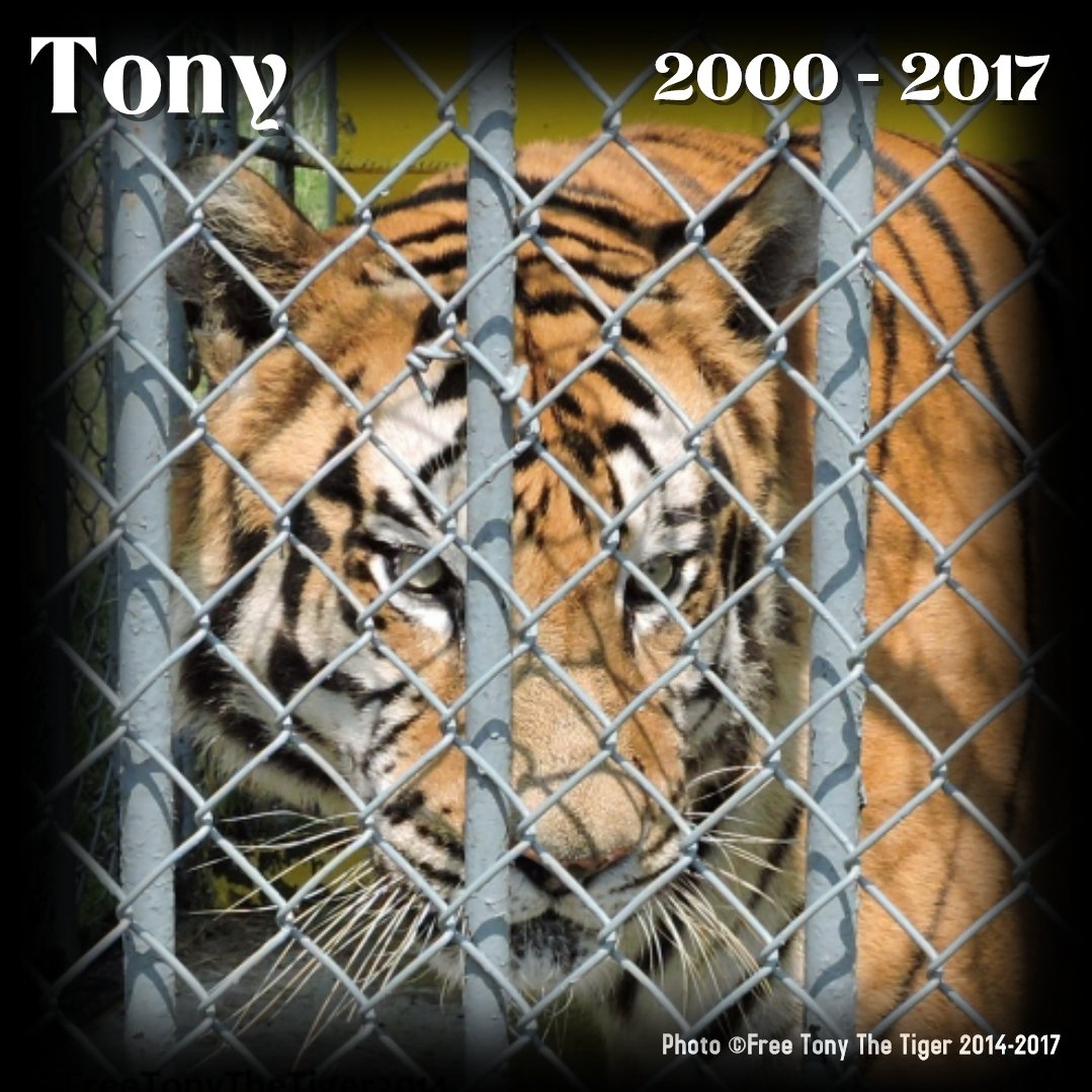 Tony Tiger tweet media