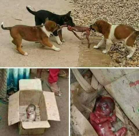 e62027b7bb4d47e's tweet photo. شیطانوں کی محبت جب رنگ لاتی ہے 
تو انسانیت کو اسی طرح کتے نوچتے ہیں افسوس میرے پاس الفاظ نہیں ہیں کہ میں کچھ لکھ https://t.co/i0PQ1SnS1L
