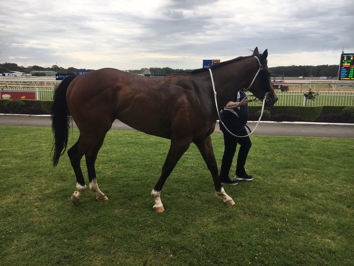 Haynsie75's tweet photo. Really like this bloke @WyongRaceClub @PrideRacing @hallmarkstud #EasyEddie #greattype https://t.co/RmMDidr3Hc