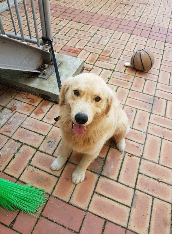 rudy__thedog's tweet photo. 은평구소방서에서 21일부터 골든리트리버 보호 중입니다. 2살 남자아이로 기본적인 훈련 다되어있고 사람도 잘따르고 식사도 잘하고 있다고 합니다. 보호자 분이나 아시는 분이 보실 수 있게 도와주세요. https://t.co/tjYNh8nFPy