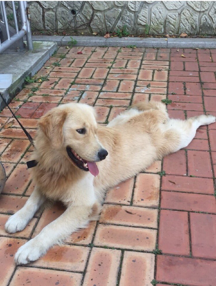rudy__thedog's tweet photo. 은평구소방서에서 21일부터 골든리트리버 보호 중입니다. 2살 남자아이로 기본적인 훈련 다되어있고 사람도 잘따르고 식사도 잘하고 있다고 합니다. 보호자 분이나 아시는 분이 보실 수 있게 도와주세요. https://t.co/tjYNh8nFPy