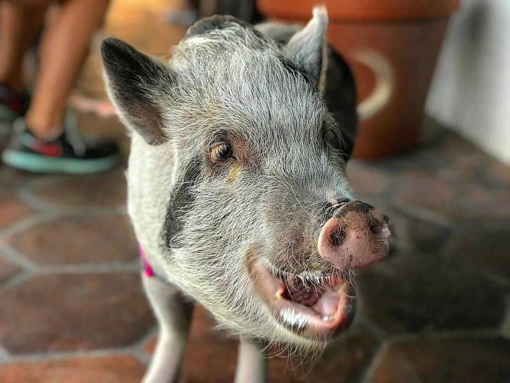 famecaffe's tweet photo. We love all of the pups that come to Fàme! Charlotte is definitely a special one! ❤️🐷 #charlottetheminipig #fameca… https://t.co/B7aXdj8lCU https://t.co/VfaMEd3Q65