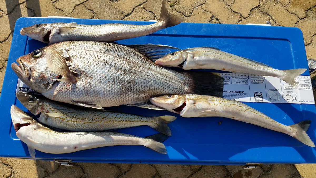 hookezeofficial's tweet photo. The Sheridans caught their week's dinner off Mandurah, Western Australia. #hookeze #fishing #freshseafood #catchafeed #fishingaustralia https://t.co/OevuWoBzxV