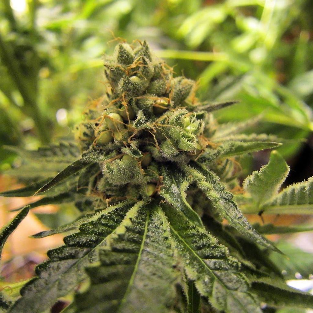HouseOfMedsSF's tweet photo. Cherry Kush pollinated with (Mendobreath UV x Wet Dream) #ABFGenetics #WetDream #MendoBreathUV #CherryKush https://t.co/iYWGPvVR7Y https://t.co/urs834BZnE