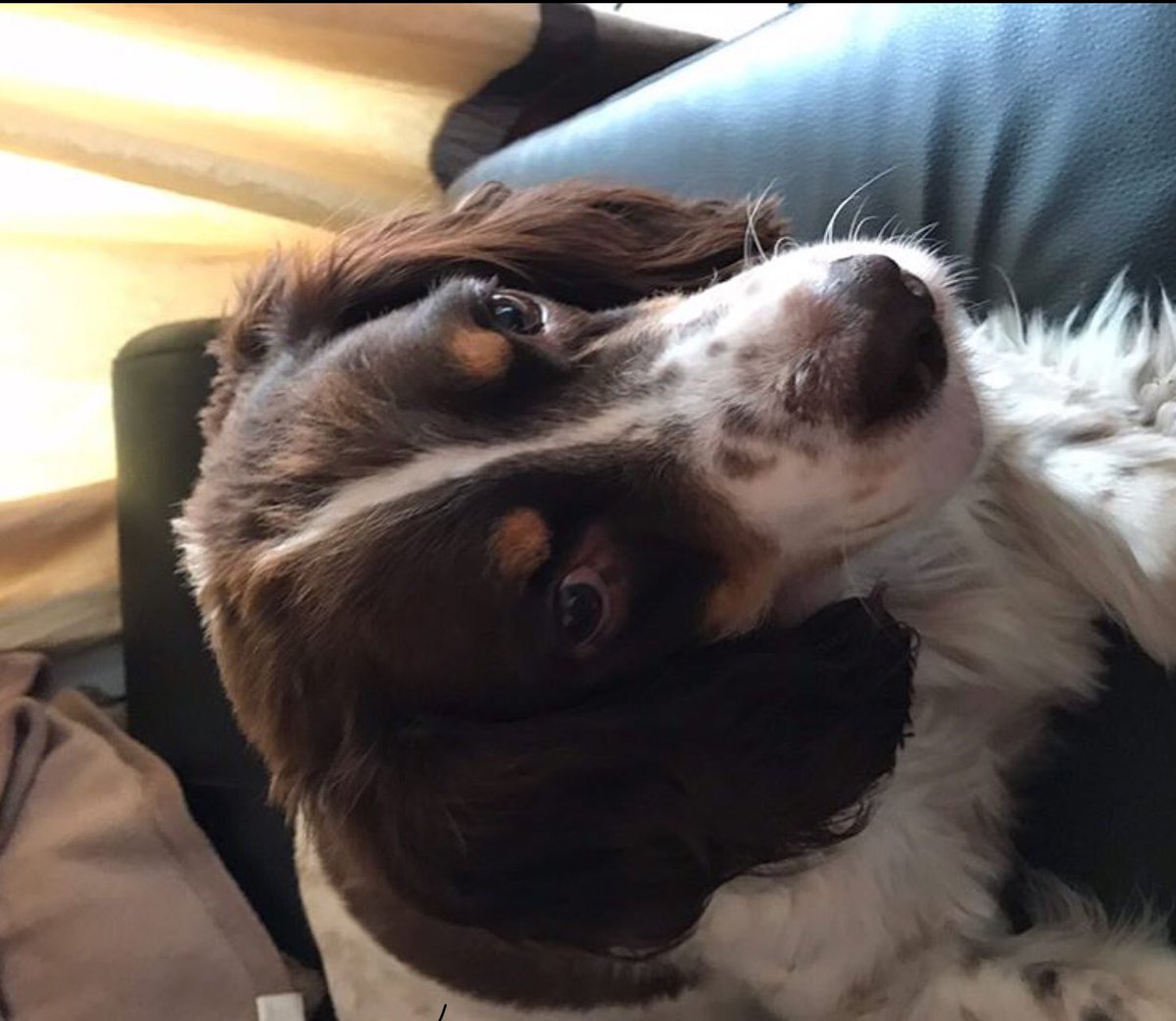 ILunux's tweet photo. R.I.P Scooby 2006-2017 😞😩💙
He had a tumour/lump near his backside and it kept on growing and then it got infected with cancer. 💙😢 https://t.co/ojSgZIhO9H