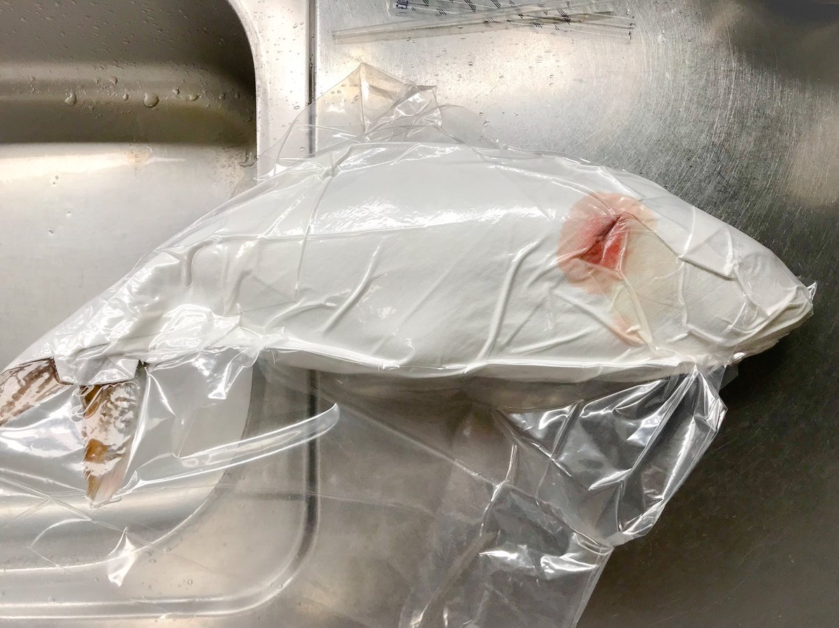 鹿島釣り日記 うちの魚の保存熟成方法は しっかり血抜きをして内臓エラを取り水気を切って紙ナプキンで包んでからビニール袋に入れて最後に中の空気を抜いて真空状態に 後は冷蔵庫で5日から7日寝かせれば身全体に脂が回ってbuono