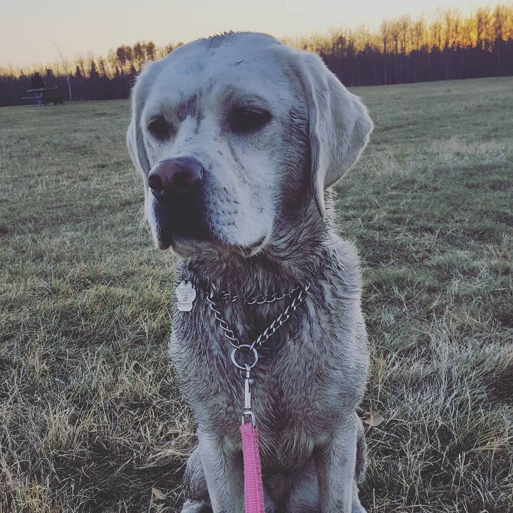 smithenberg's tweet photo. This dog used to be white. #lilmisseleanorpics #offleash #mudholes #doggyfun #dogsoﬁnstagram #twilighthour #bathti… https://t.co/3iYZowYJUR https://t.co/zoojKaxvWo