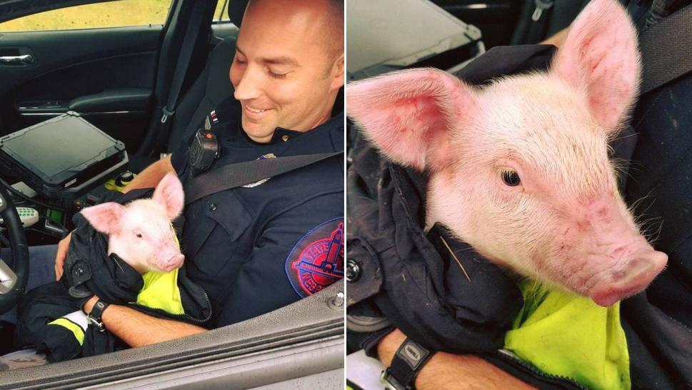 InsideEdition's tweet image. A cop rescued a piglet who was running around on the highway. ietv.co/2zrYnBg