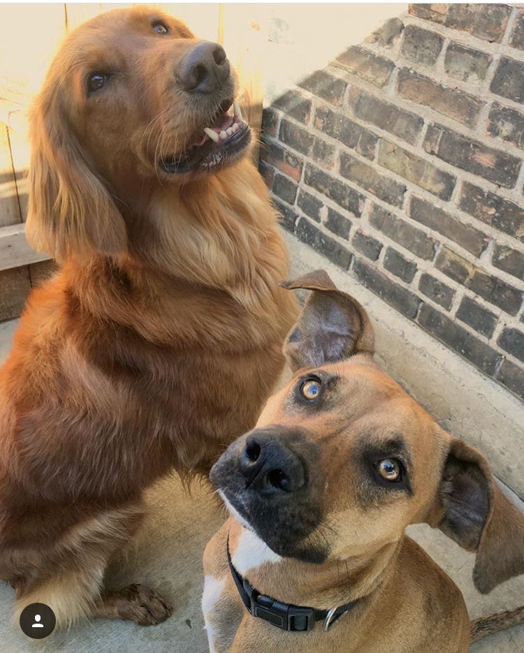 Our very own Simba and Nala!  #canyoufeelthelovetonight