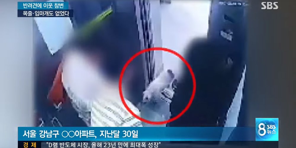 Imagini pentru CCTV of Siwon's family dog's biting incident released shows situation was different from explanation