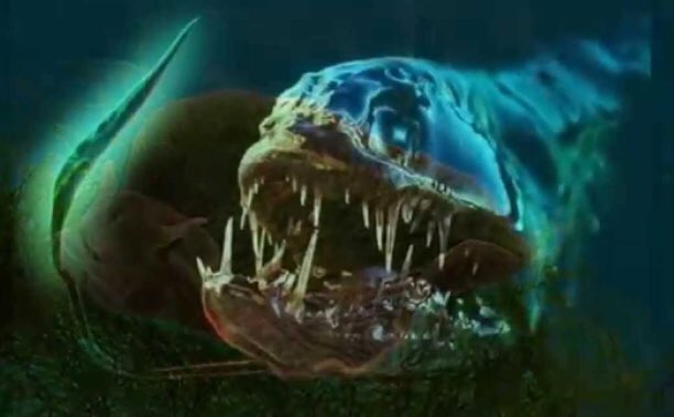 dopeunderwater's tweet photo. This underwater creature knows what’s up https://t.co/nMmgvTgWoe