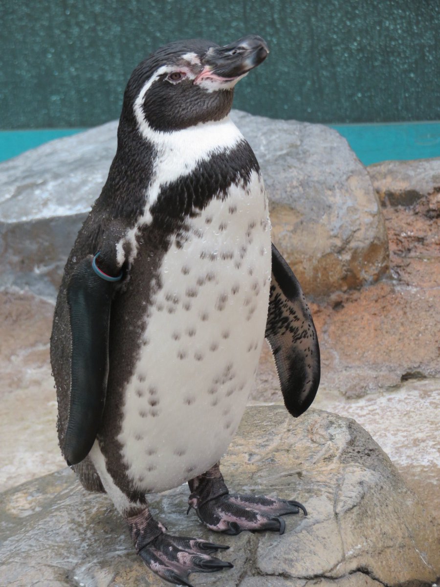 ぱーぷる ぶどう 今日のビール 東武動物公園 フンボルトペンギン