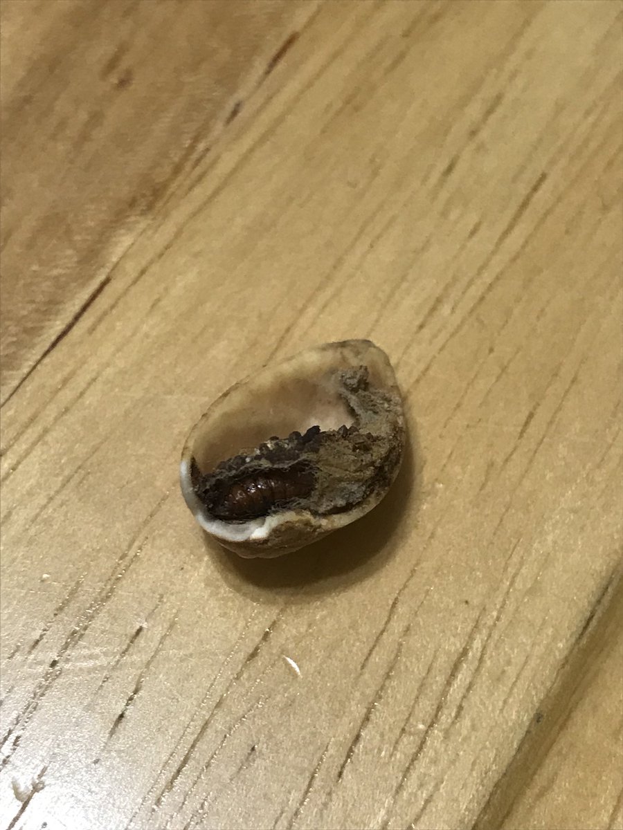 grahampaul09's tweet photo. @getcrackin wonderful pistachios am I finna get my money back for this bug-filled pistachio bag? #wonderfulpistachios https://t.co/GmhYn1vggA