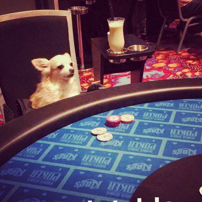 Monster stack didn&rsquo;t work out for me, but it&rsquo;s a bunch of tournaments coming up. Siba is ready for some<a href="/tag/wsope2017"class="tags"><span>#wsope2017</span></a>