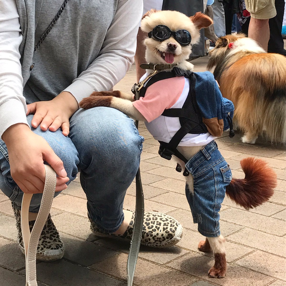 joanne_mottram's tweet photo. Adorable dog at the Mosman Pet's Day Out #Mosman @MosmanDaily @smh #PhotoOfTheDay #PhotoOfTheWeek #photodog https://t.co/gbJRHp6ESY
