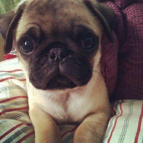 prettypugpic's tweet photo. https://t.co/8uZ2Sd4KlE #pug #dogsoftwitter #nofilter #prettypugpics https://t.co/pB1uQfetSz https://t.co/RE9v4vEa0r