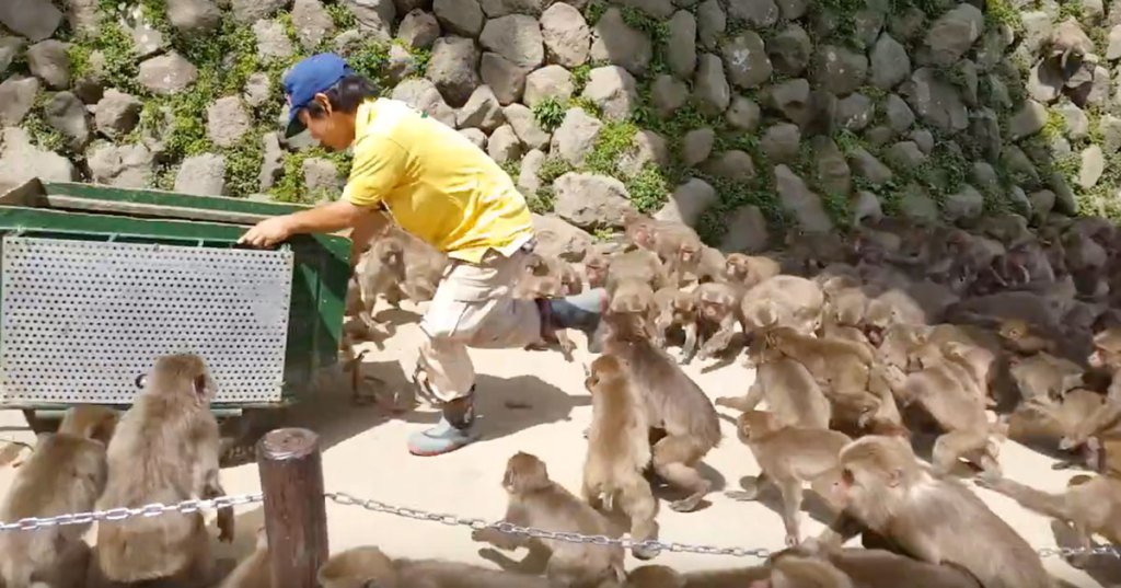 crazyannieworld's tweet photo. 高崎山-回歸大自然-高崎山自然動物園 – 北九州八日七夜溫泉之旅 https://t.co/SKluBJoIDM https://t.co/t3TEHpIOc6