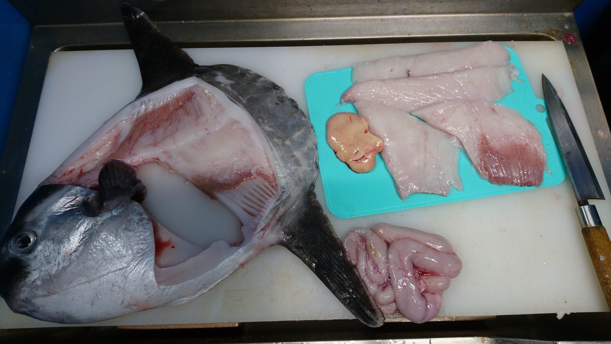 تويتر 佐島 マルヨシ商店 على تويتر さっきの小さいマンボウ捌いたら 身も良く肝も良かった 後は お客様来てくれればね T Co Vwuk90ffgn