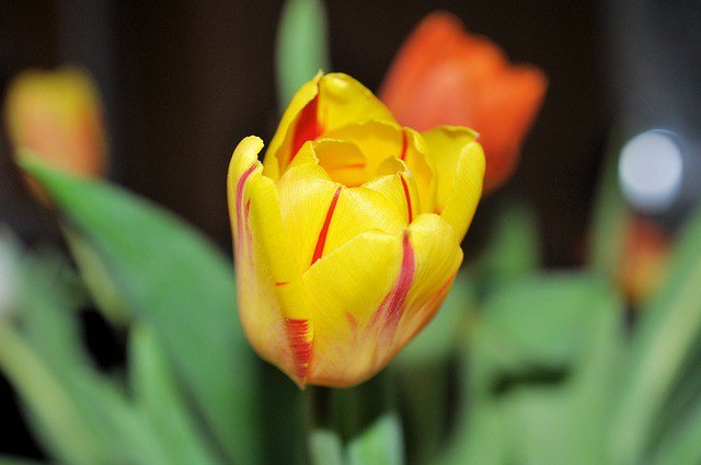Photo By AnneAu53 | 
 #tulip #flower #nature #natureaddict #natureporn #naturehippys #nature_brilliance #nature_sultans