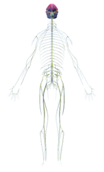 TrueHealth68's tweet image. MagneCal D™
Provides balanced levels of #calcium &amp;amp; #magnesium, along with #vitaminD in bioavailable forms buff.ly/2ydLMSM Pls RT