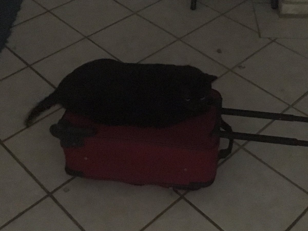 msmuire's tweet photo. #OtherMom is home, and she’s not allowed to leave again. #floof https://t.co/fGoU2MaU1P