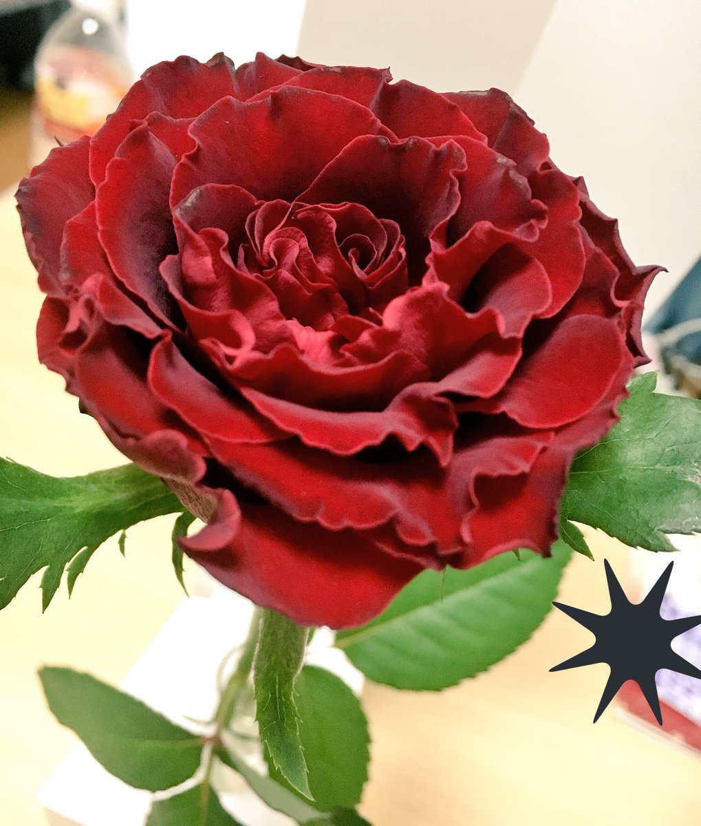 Fuka Oi 黒い花屋さんから 黒い薔薇を貰いました 赤黒い色で血液の赤褐色したような色 素敵です Kuroihanaya Flower Black 黒い花屋 花