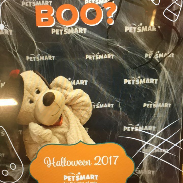 Petsmart1319's tweet photo. Miss out on the spooky fun don’t worry chance will be back next Saturday (10/28) from 12-3 https://t.co/7hjXPY03Tm