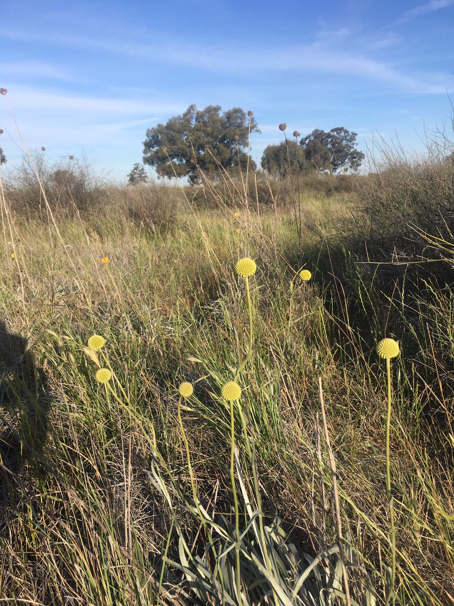 11 #wetlands down and 5 to go! Comparing carbon dynamics in rehabilitated #wetlands in the catchment of <a href="/MLLSEnviro/">Murray LLS Enviro</a> <a href="/BlueCarbonLab/">Blue Carbon Lab</a>