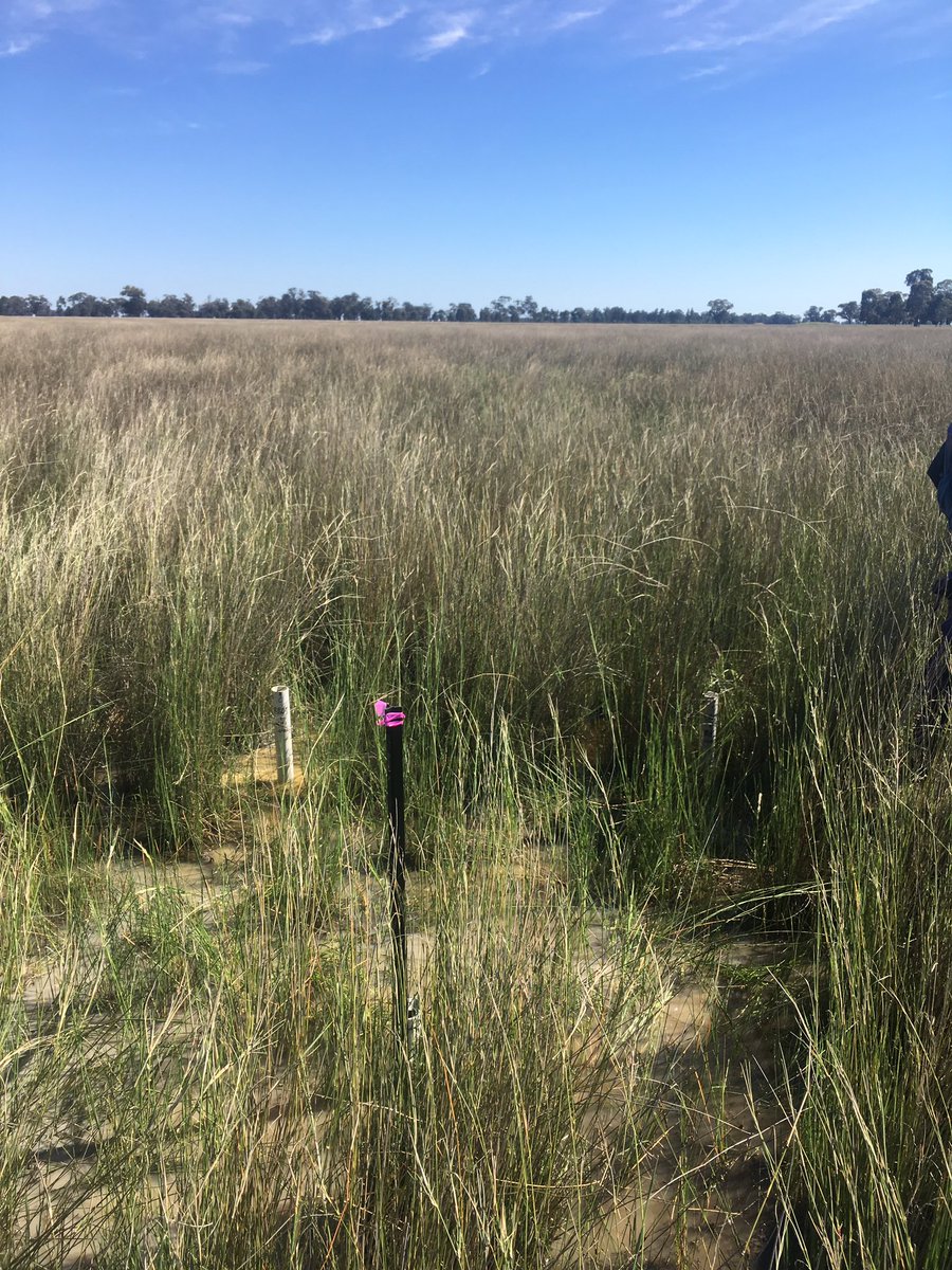 PaulECarnell's tweet photo. 11 #wetlands down and 5 to go! Comparing carbon dynamics in rehabilitated #wetlands in the catchment of @MLLSEnviro @BlueCarbonLab https://t.co/94lsdyLoJP