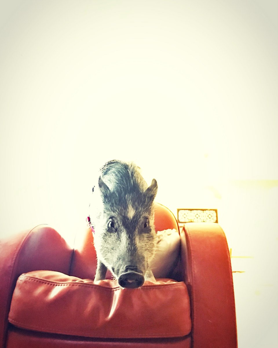 Joshuasongs's tweet photo. I get to hang with this little rutabaga for the weekend.
Stoked!!!!
#chelseythepig #pig #sweetheart #kelowna #pigsitter #pigsitting https://t.co/sGLZgs38Vb