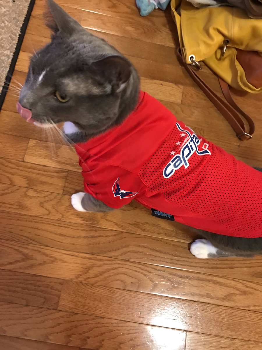 CapsandCats's tweet photo. I missed #capscats night until now, here’s the original #capsandcats @CourtneyNBCS @NBCSCapitals https://t.co/PPFyGazuWH